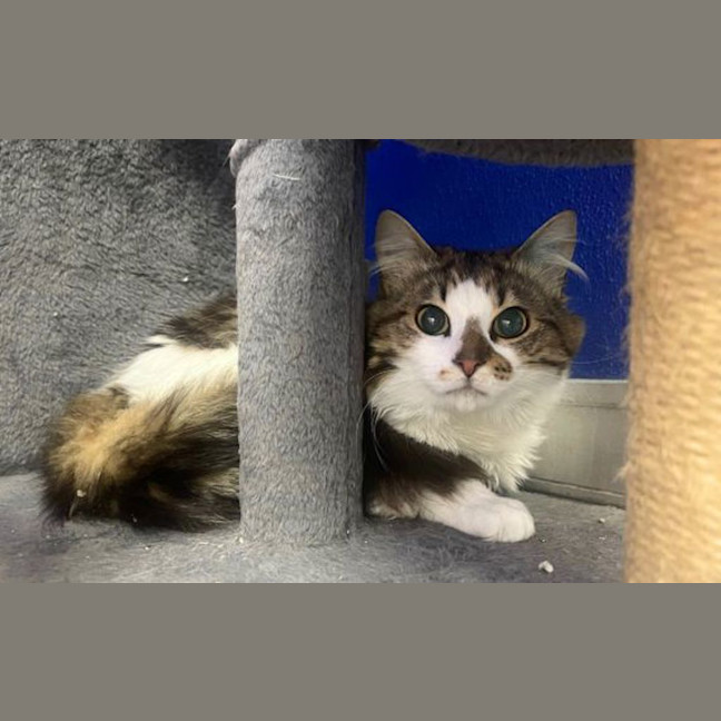 Photo of Flynn Rider