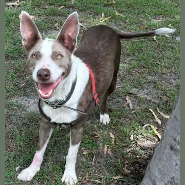 Photo of Pearl