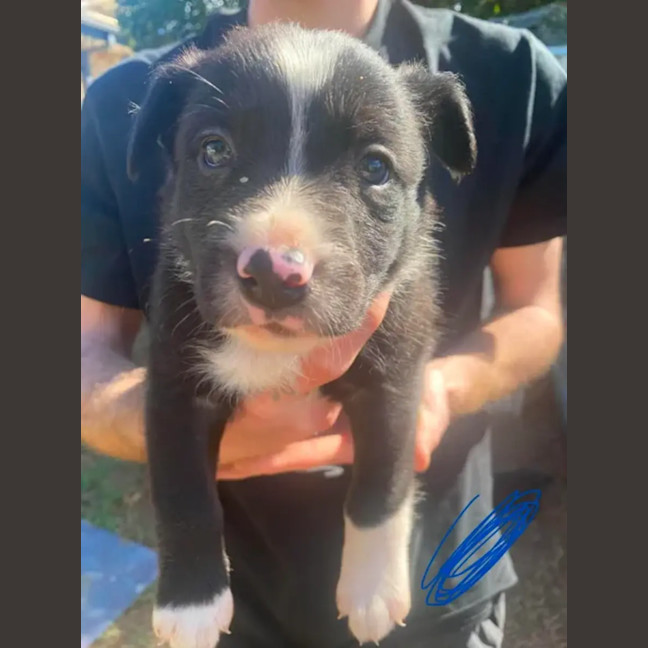Photo of Nugget ~ 8 Week Old, Border Collie X Puppy, Male