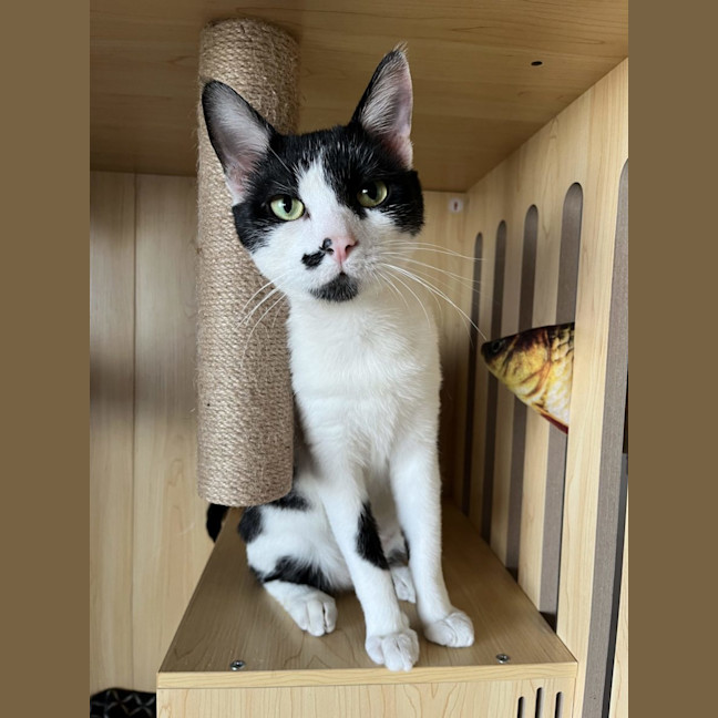 Photo of Clarke   Available At Pet Quarters Morisset