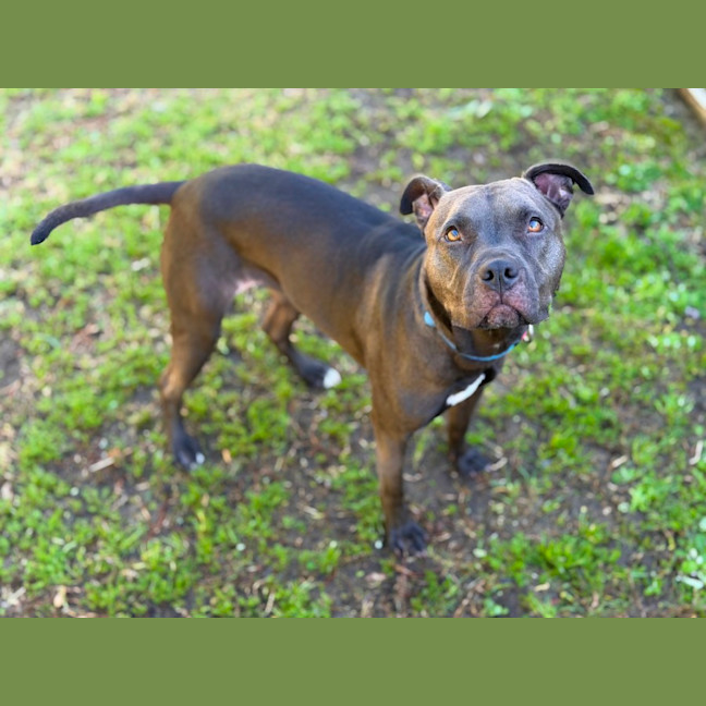 Photo of Bindi 