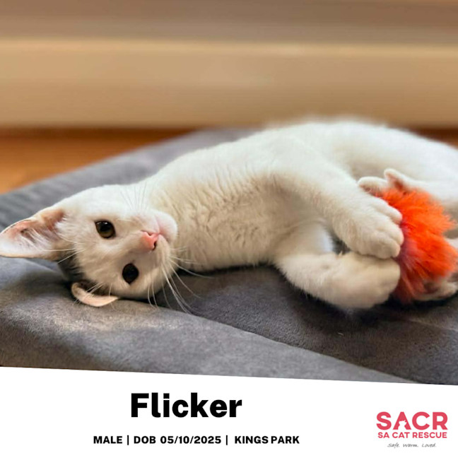 Photo of Flicker