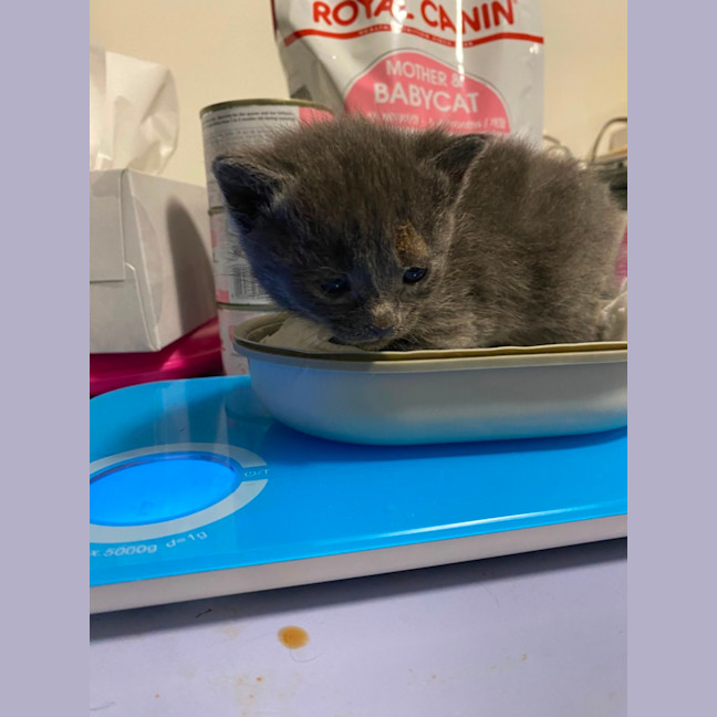 Photo of Circe **2nd Chance Cat Rescue**