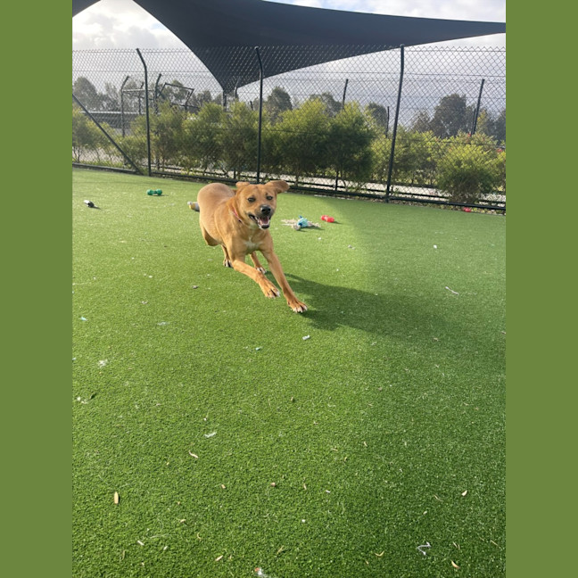 Photo of Peach Imp 1711