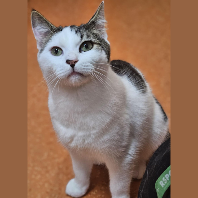 Photo of Oreo