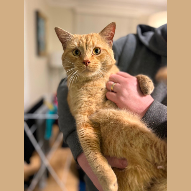 Photo of Sponge Cake