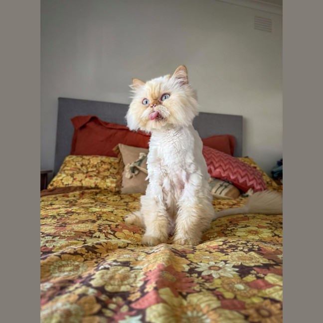 Photo of 🐾Little Bean🐾