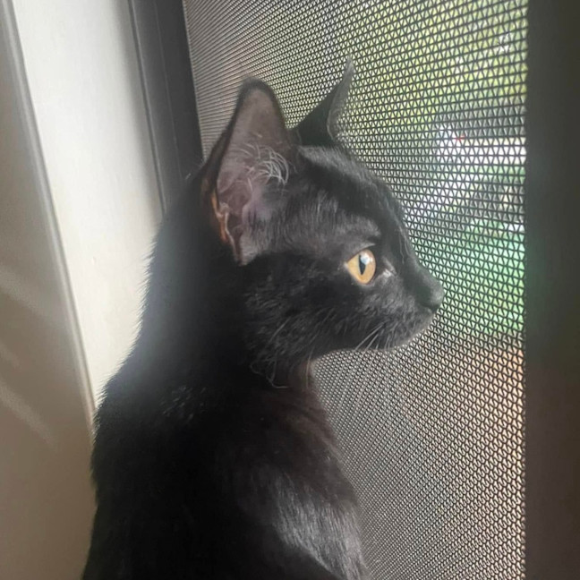 Photo of Purretha Franklin