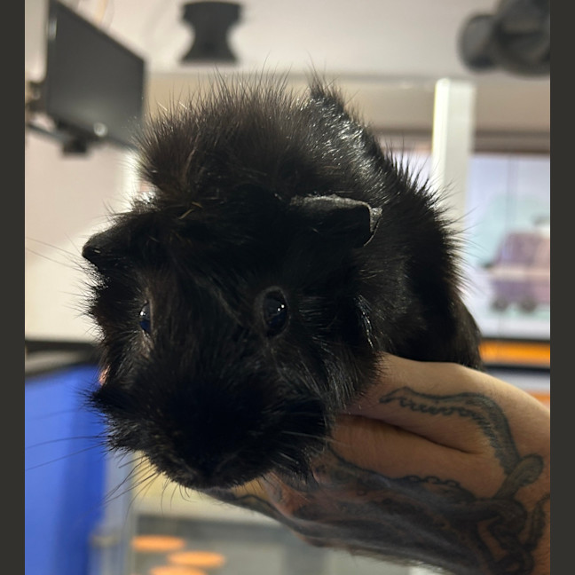 Photo of Star