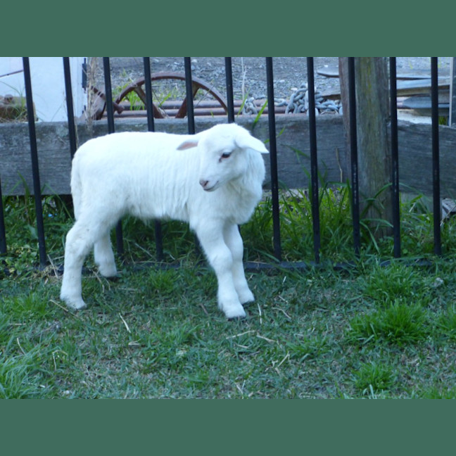 Photo of Buddy & Snow