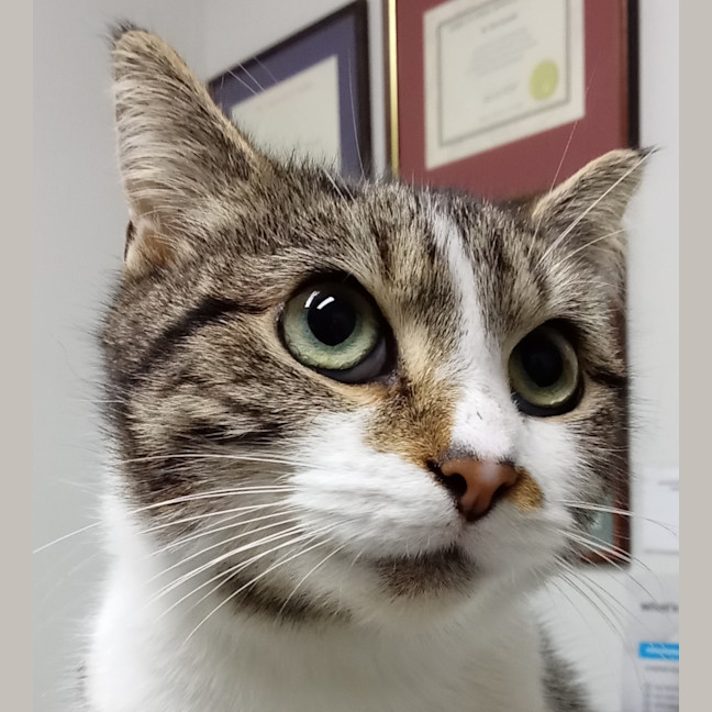 Photo of Cookie