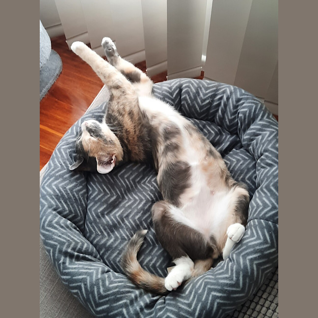 Photo of Wobbles 