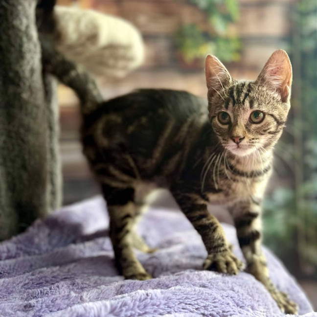 Photo of Blossom   Meet Me At Ivanhoe East Vet Clinic