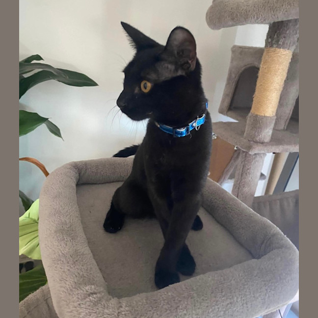 Photo of Shadow 