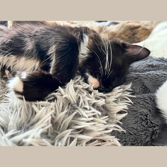 Photo of Candy *9 Lives Project Rescue*