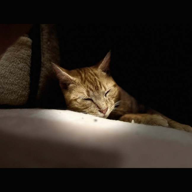 Photo of Gigi   Located In Frankston