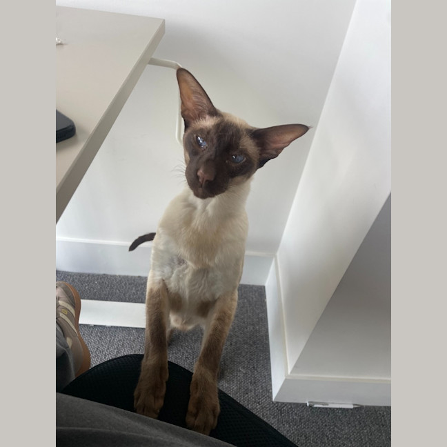 Photo of Archie