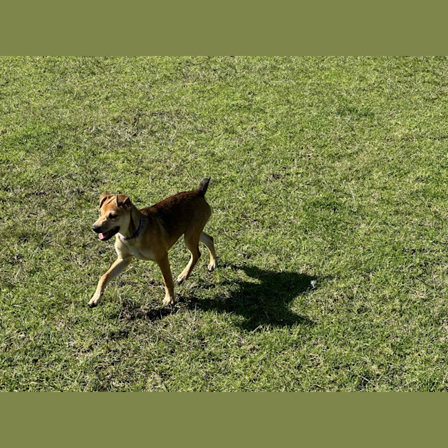 Photo of Crumpet