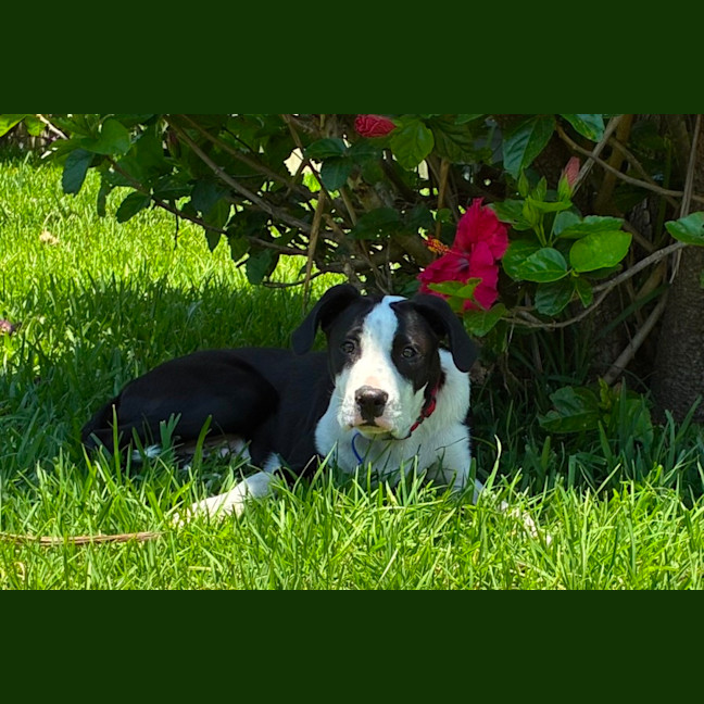 Photo of Bill   5 Month Old Mixed Breed