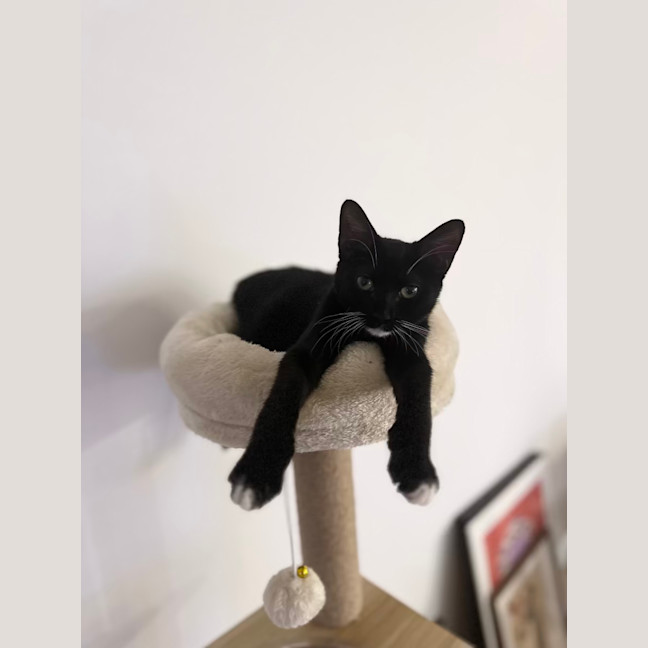 Photo of Apple Bottom Jeans