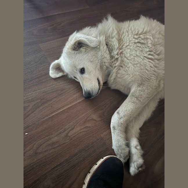Photo of Lyra