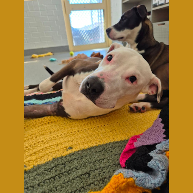 Photo of Patch! 🧩