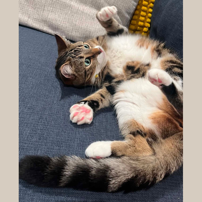 Photo of Fizz
