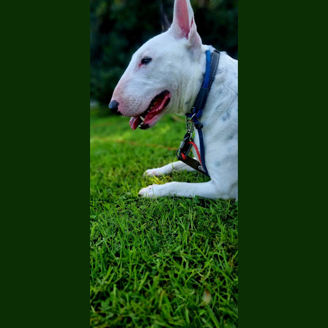 Photo of Brutus