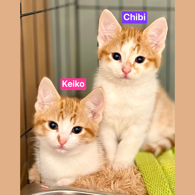 Photo of Keiko & Chibi