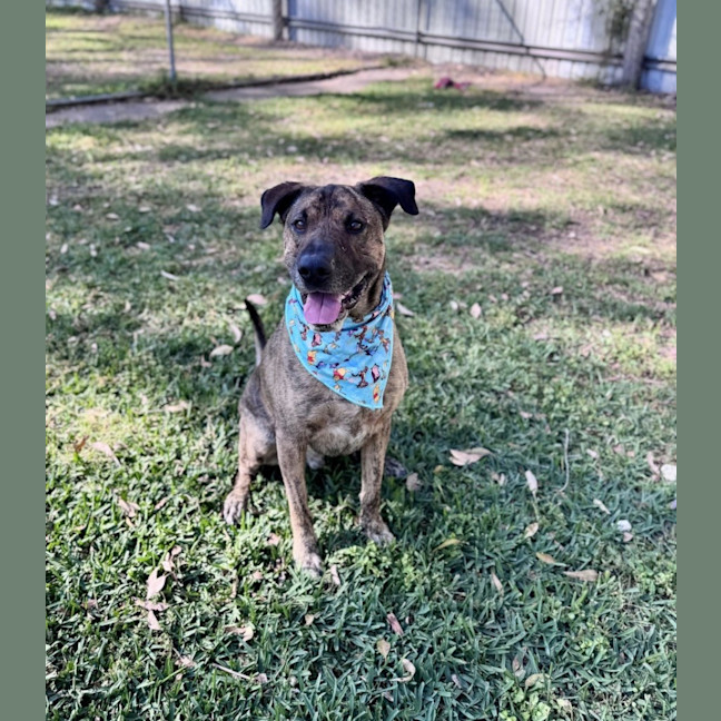 Photo of Toro *$250 Adoption Fee*