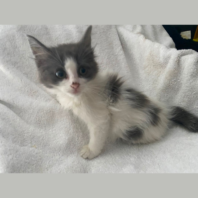 Photo of Grey And White Floof 