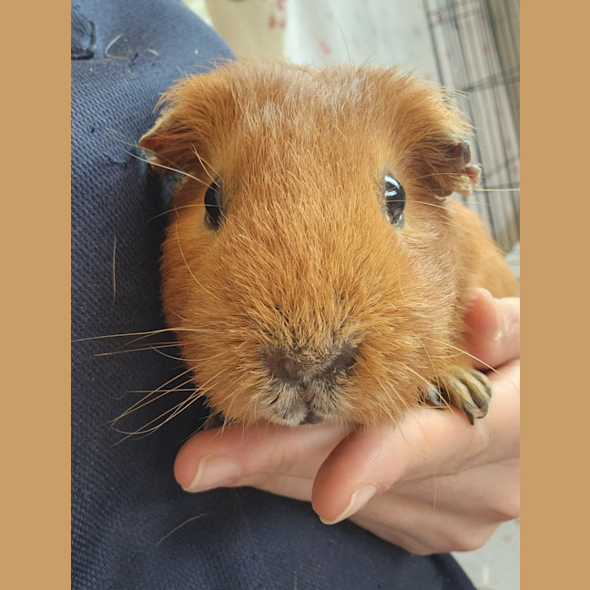 Photo of Long John Silver