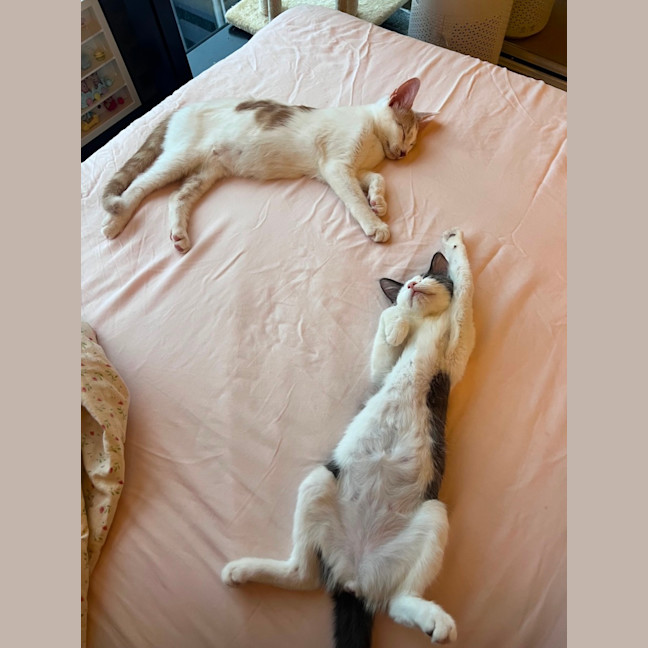 Photo of Evan & Evie