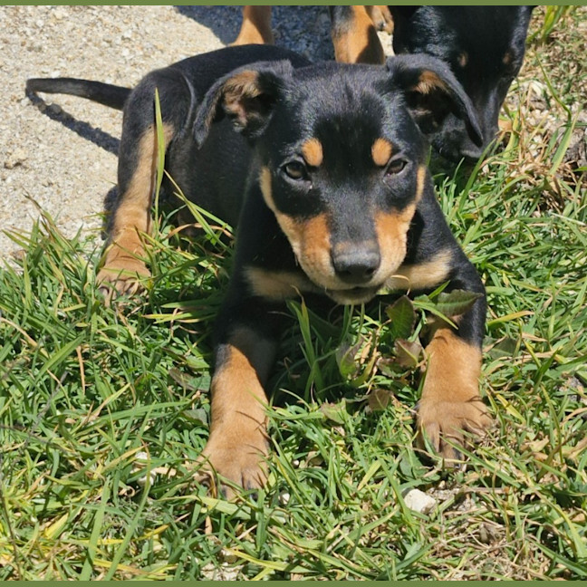 Photo of Shelby