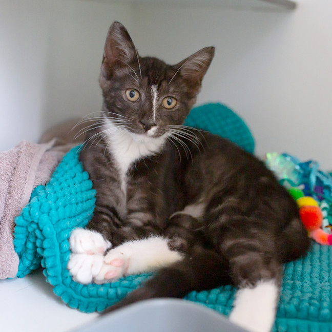 Photo of Calcifer (Previously Taka)