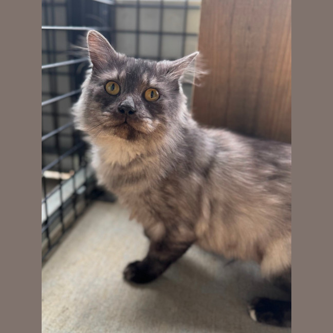 Photo of Ghost 