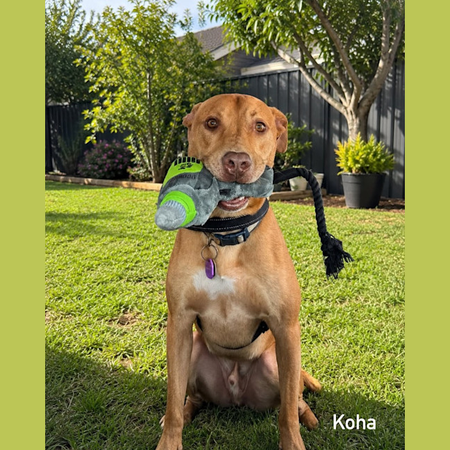Photo of Koha