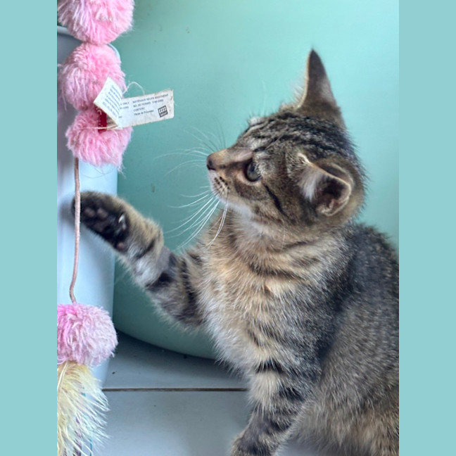 Photo of Pom Pom Meet Me @Petstock Mornington Nepean Hwy 