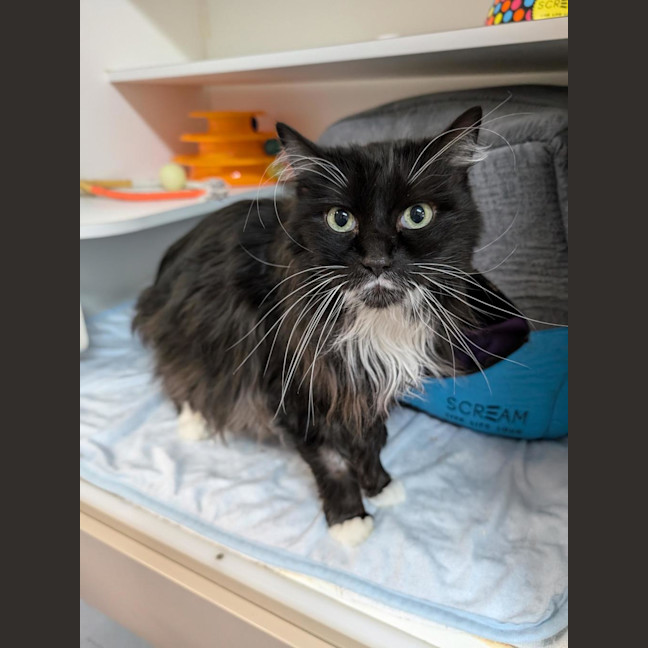 Photo of Mork