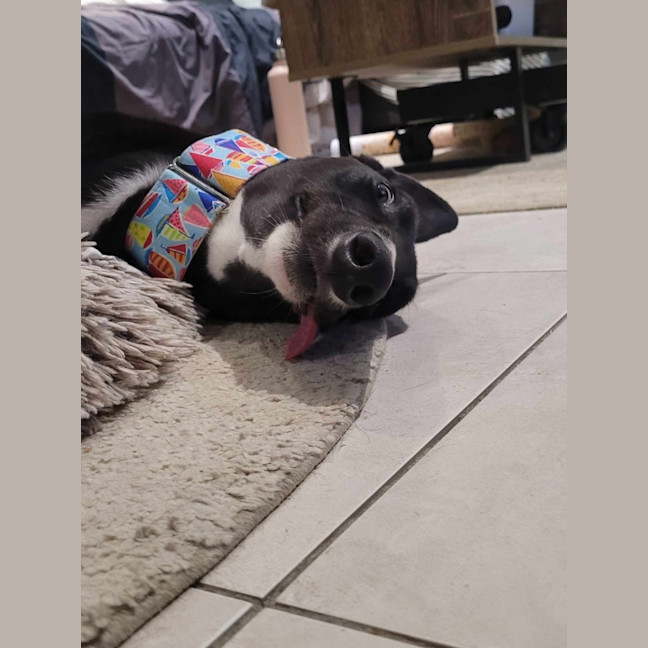 Photo of Little Ninja, The Greyhound