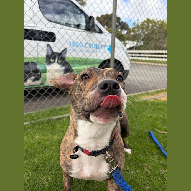 Photo of Scarlet 