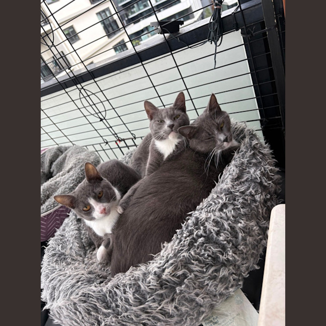 Photo of Harley Quinn **2nd Chance Cat Rescue**