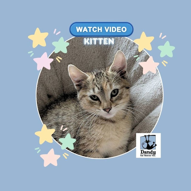Photo of Amber ^^Dandy Cat Rescue^^