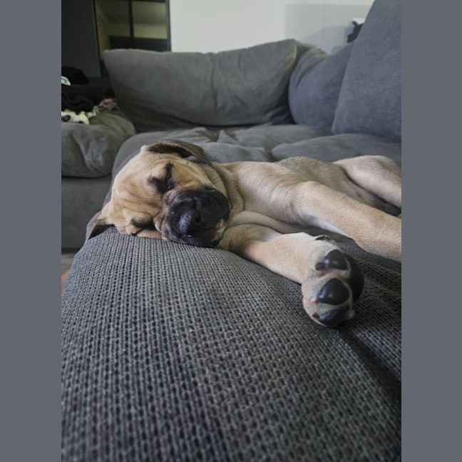 Photo of Driftwood Dozer