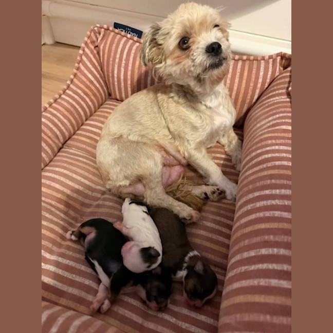 Photo of Maggie   3 Year Old Maltese X Shih Tzu