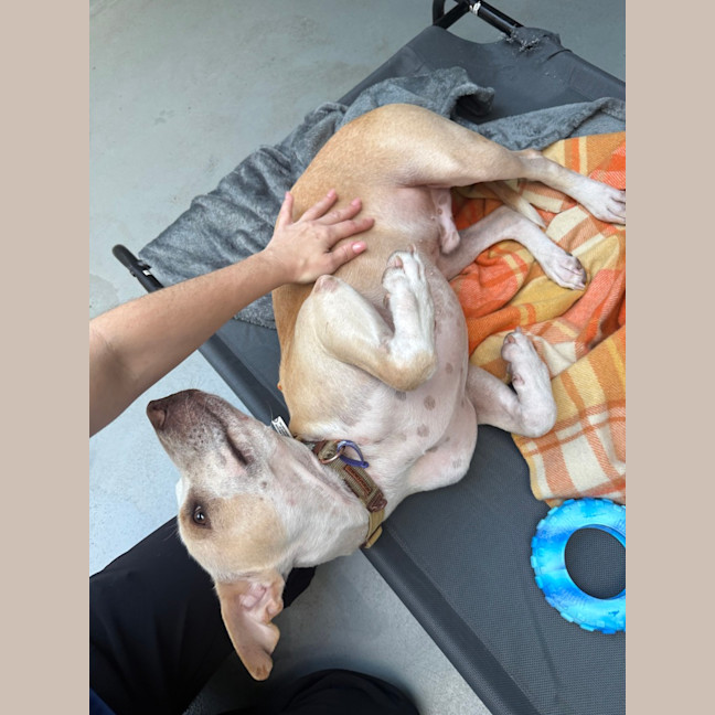 Photo of Smiley