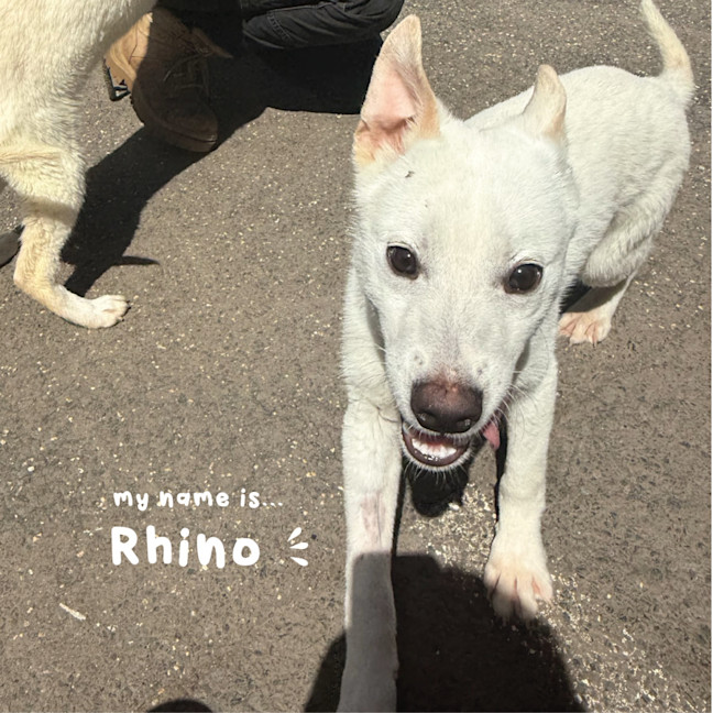 Photo of Rhino