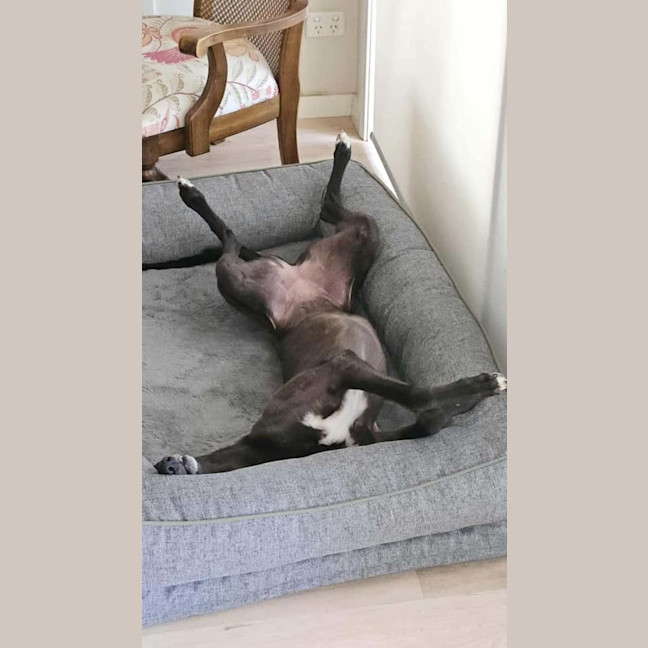 Photo of Freda, The Greyhound