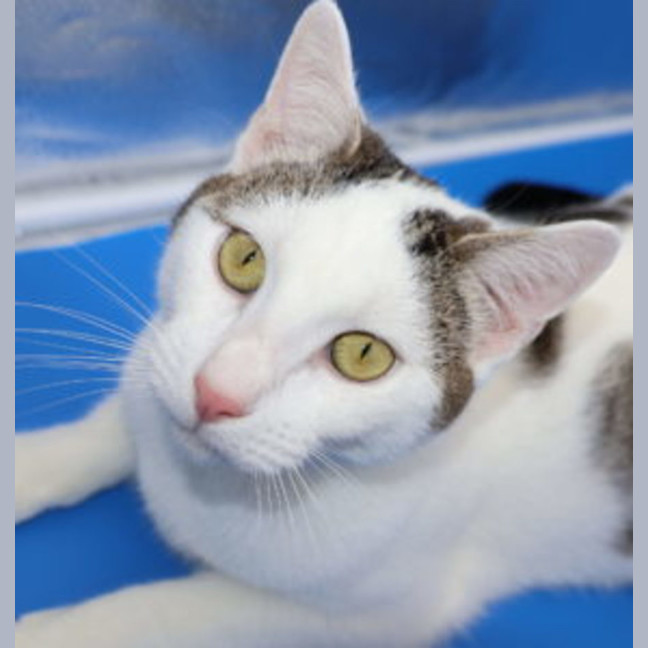 Photo of Ethan   Available At Pet Quarters Broadmeadow