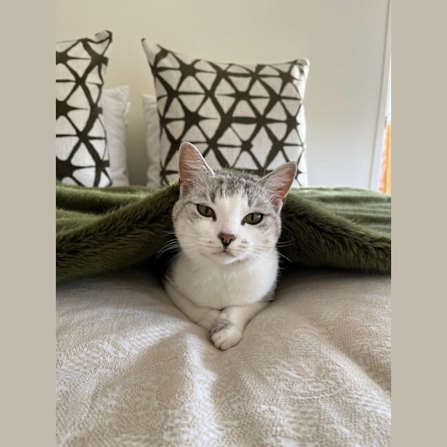 Photo of Banksia 🌺💐🌸